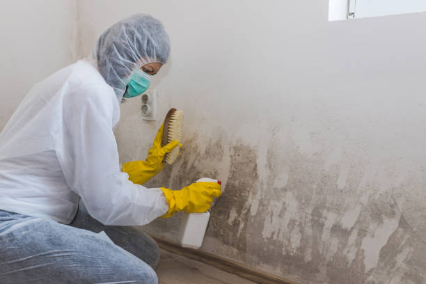 Best Crawl Space Mold Removal  in Shorewood Tower Hills Harbert, MI